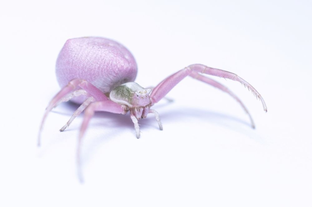 Photograph by Sleiby Hussam