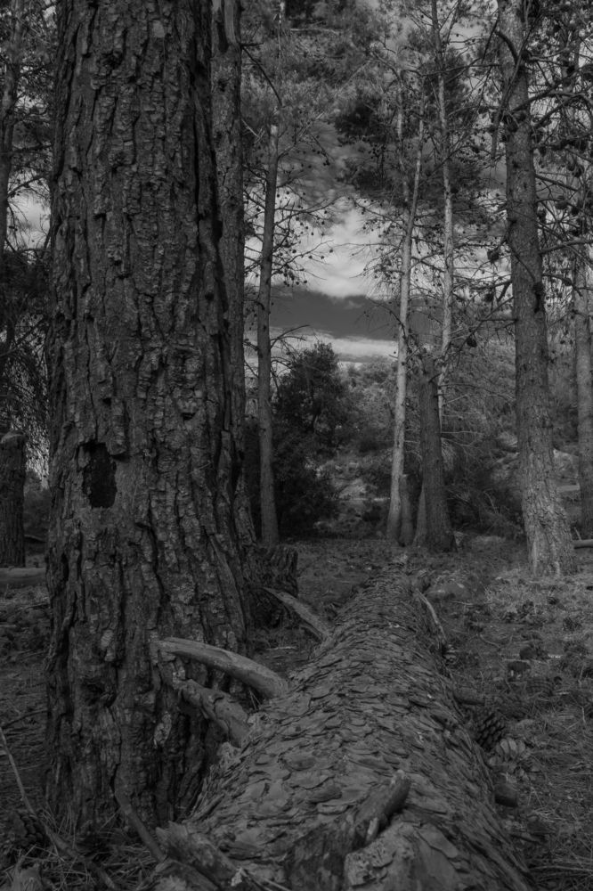 Photograph by Wafae Koubaa