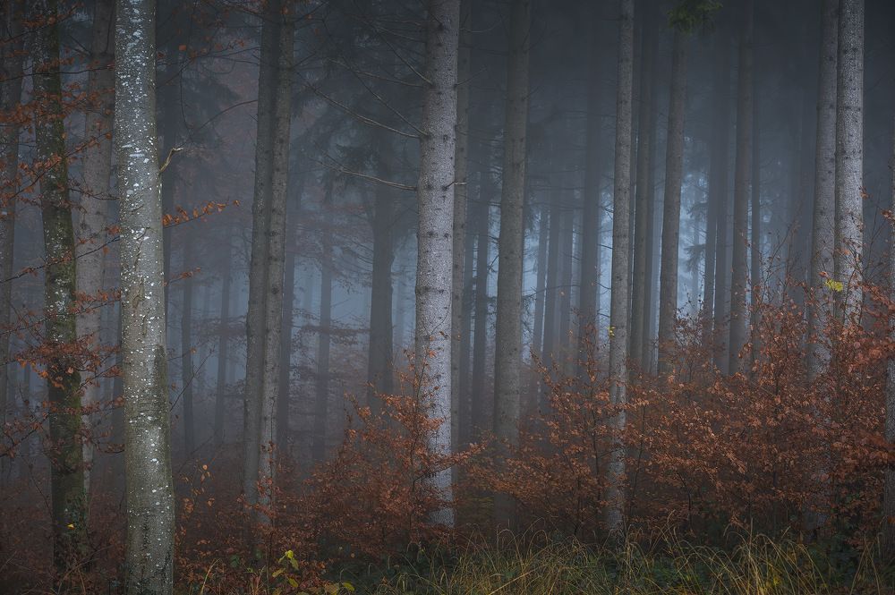 Фотография автора Alex Emelyanov