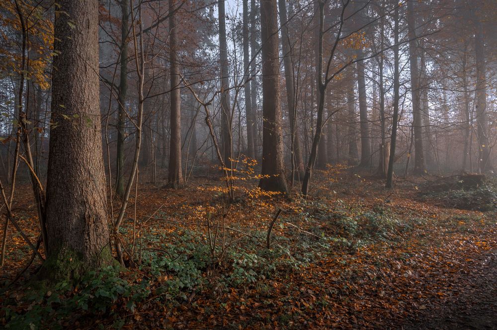 Фотография автора Alex Emelyanov