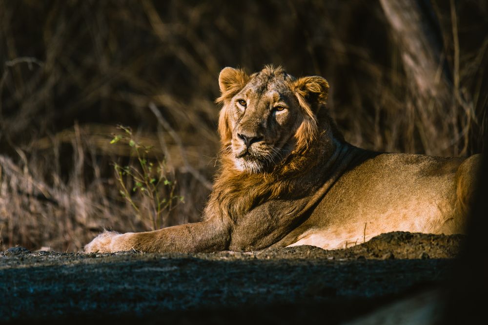 Photograph by Swapan Banik