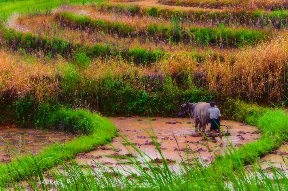 Photograph by Min Min Soe