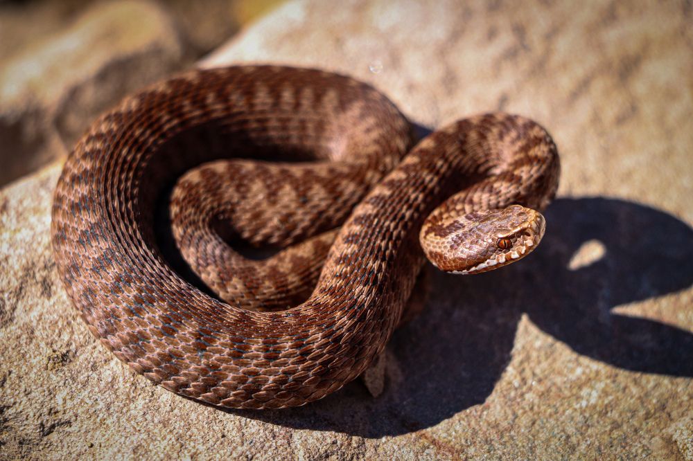 Photograph by George Alexandru Ghiuro