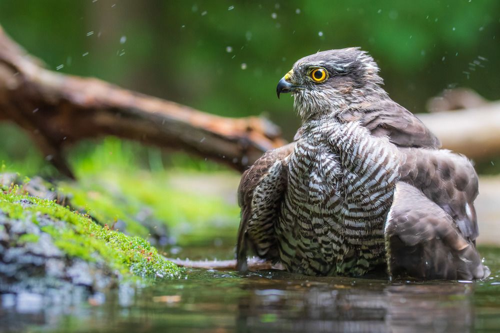 Photograph by Rick Heeres