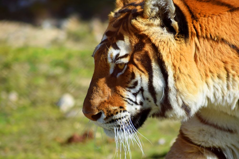 Фотография автора Olga Skuridina