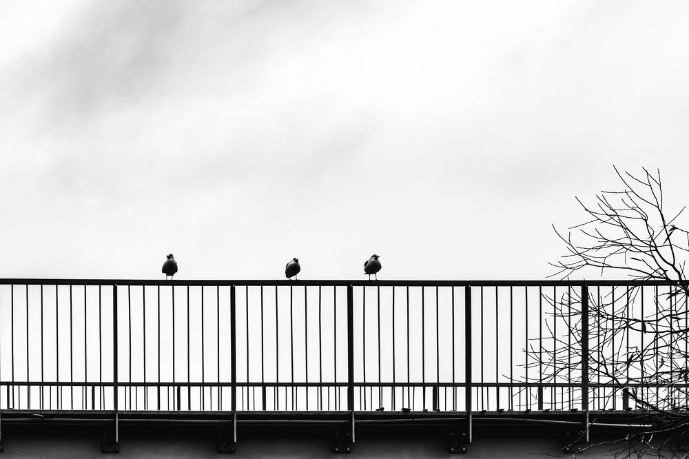 Фотография автора Zuzi Janek