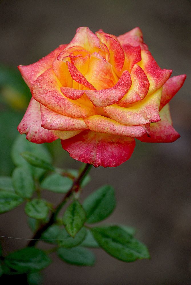 Photograph by Лилия Потравнова