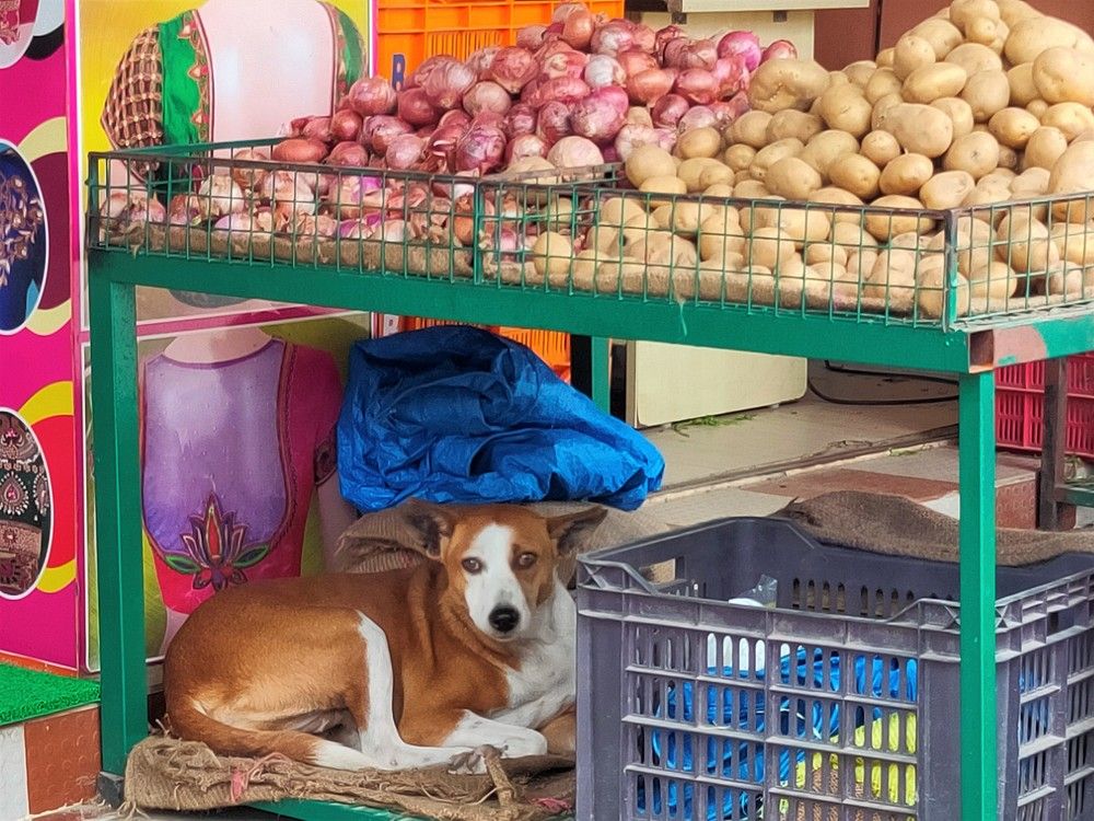 Photograph by ANISH BISWAS