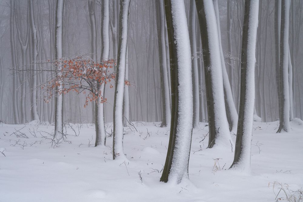 Photograph by Piroska Padar