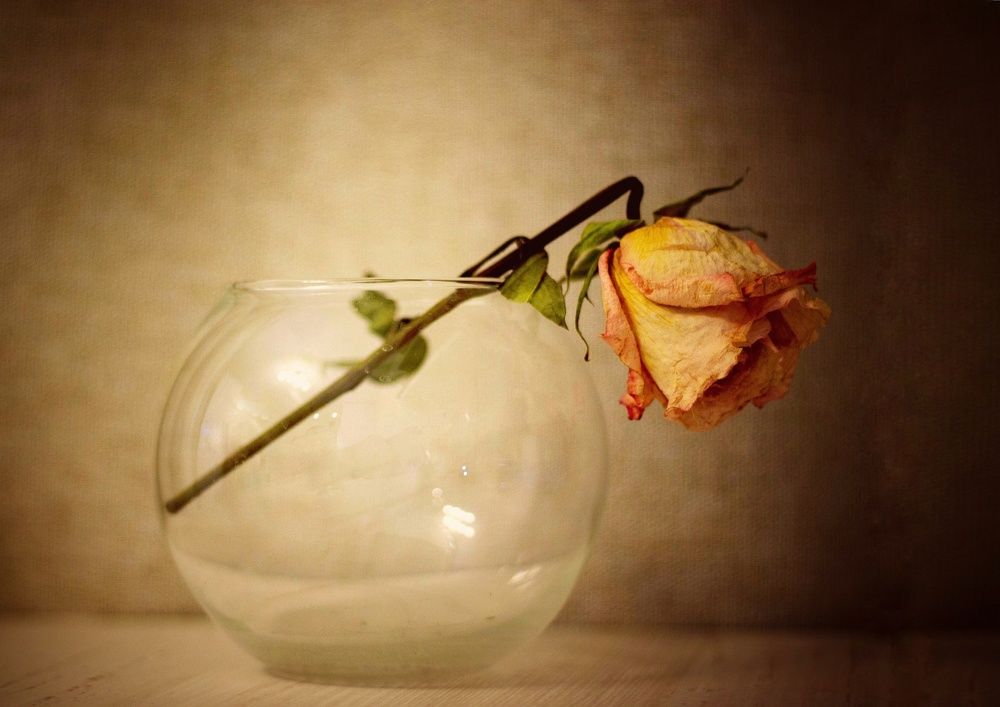 Роза сухоцвет