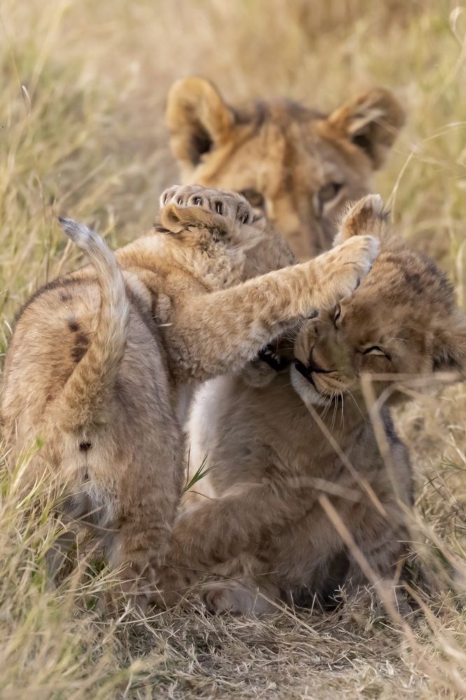 Фотография автора Subi Sridharan