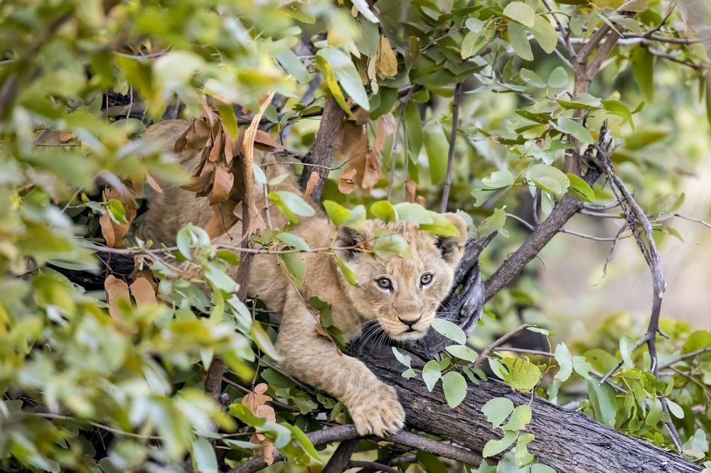 Фотография автора Subi Sridharan