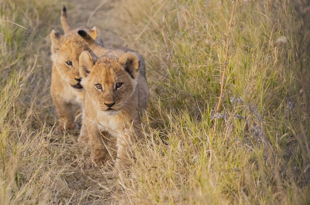 Фотография автора Subi Sridharan