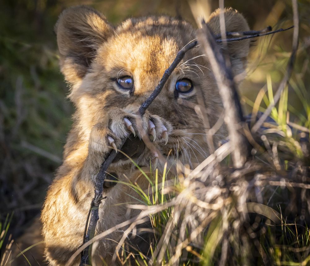 Фотография автора Subi Sridharan
