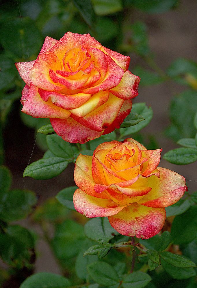 Photograph by Лилия Потравнова