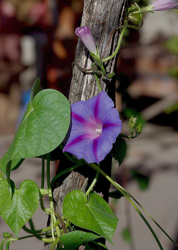 Photograph by Лилия Потравнова