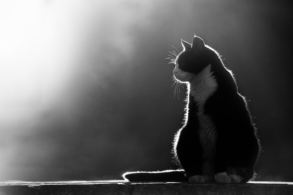 Фотография автора Мария Рохмистрова