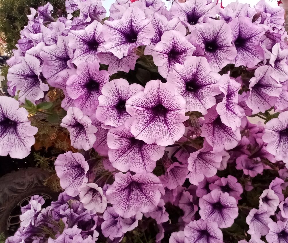 Photograph by Лилия Потравнова