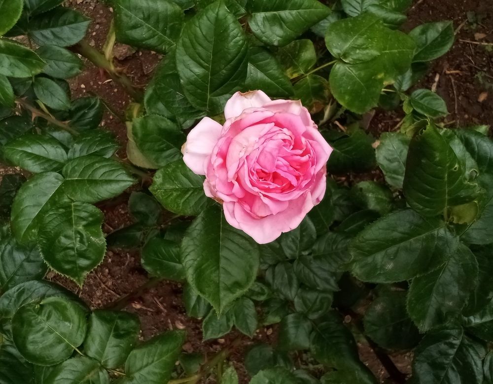 Photograph by Лилия Потравнова