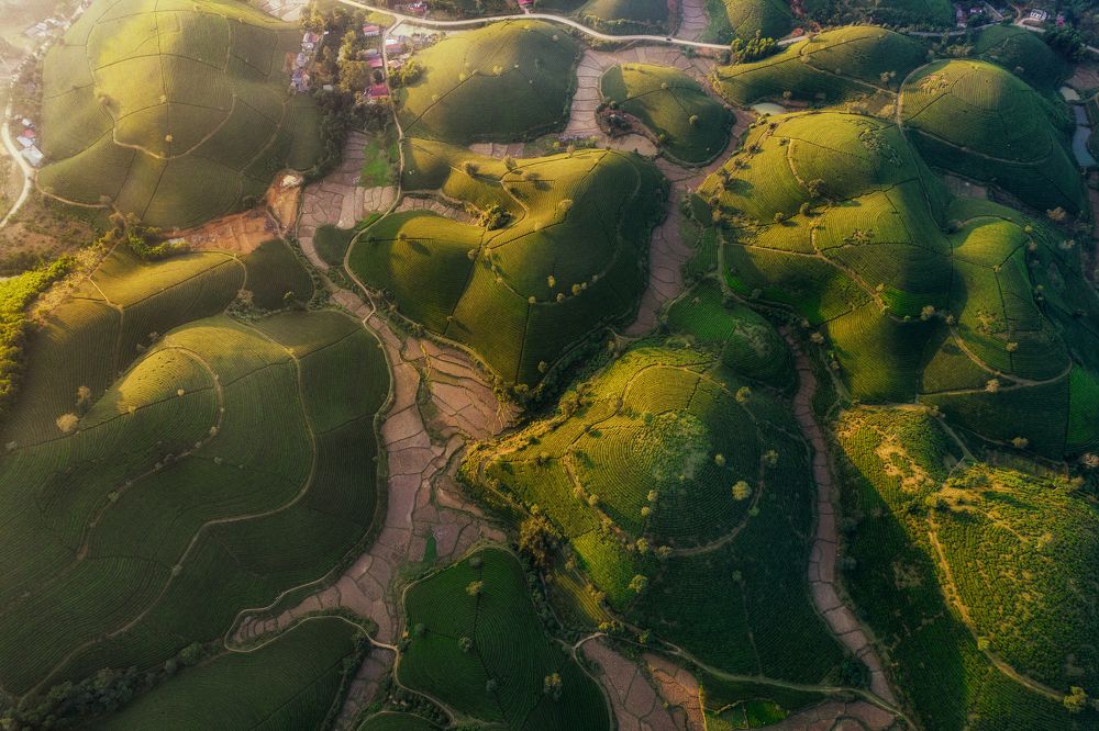 Tea hill in the morning sun