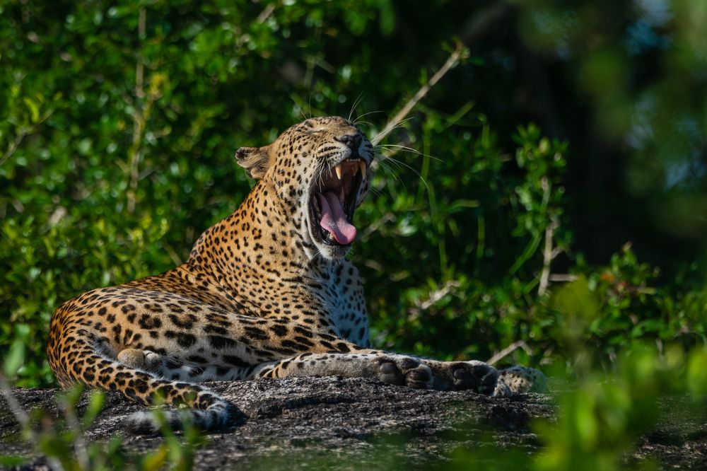 Photograph by Thillainayagam Sabesh