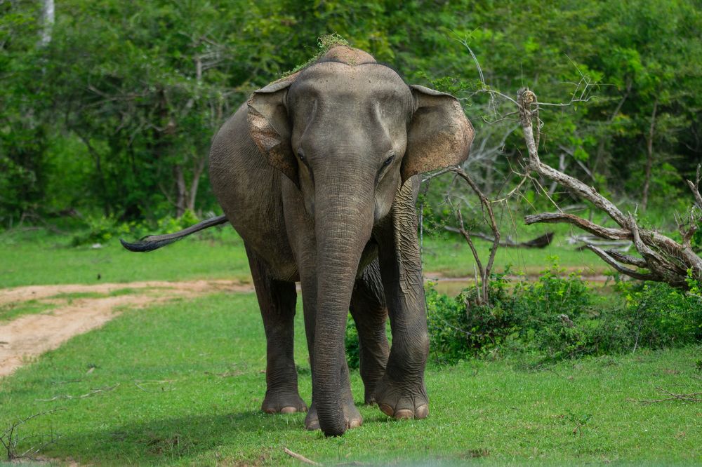 Photograph by Thillainayagam Sabesh