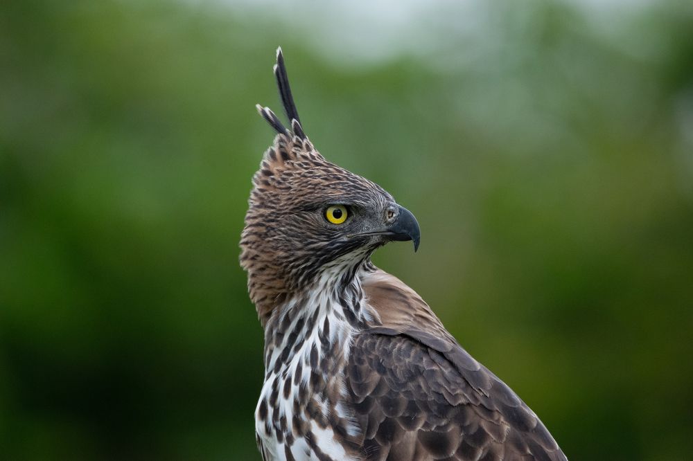 Photograph by Thillainayagam Sabesh