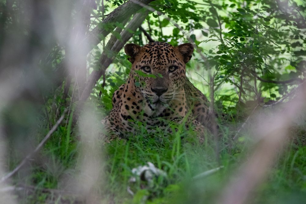 Photograph by Thillainayagam Sabesh