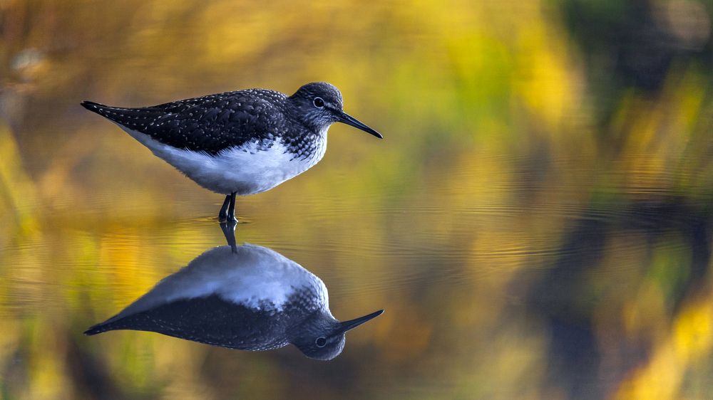 Photograph by Роман Никифоров