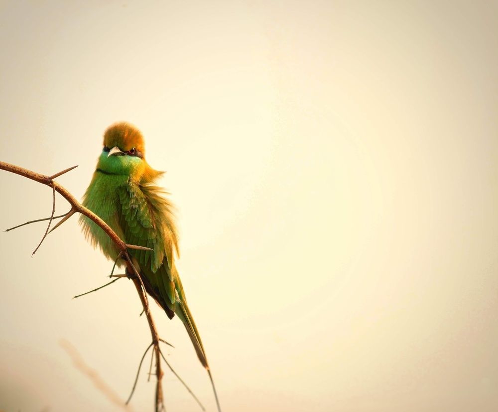 Photograph by Shivani Kamdar