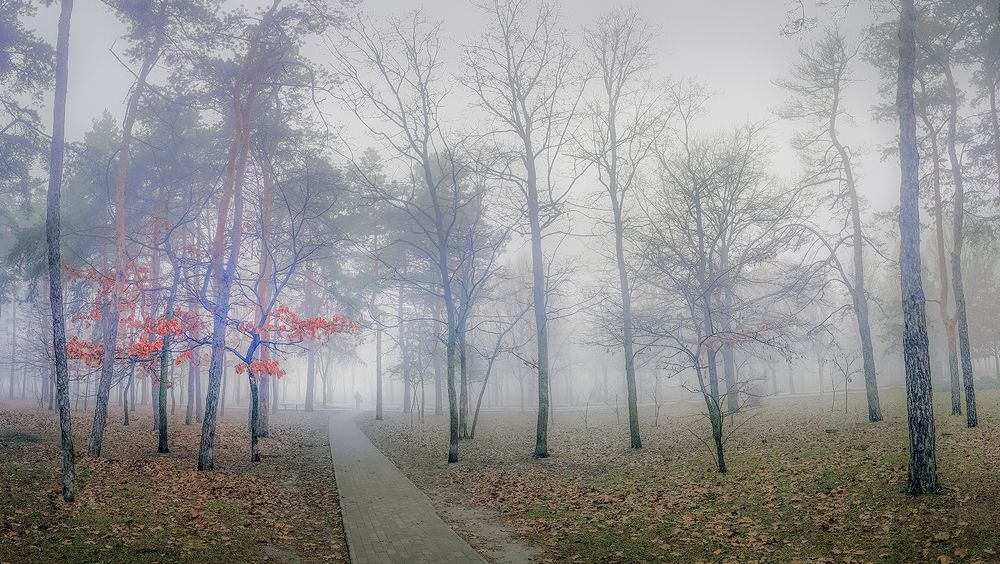 Park in fog