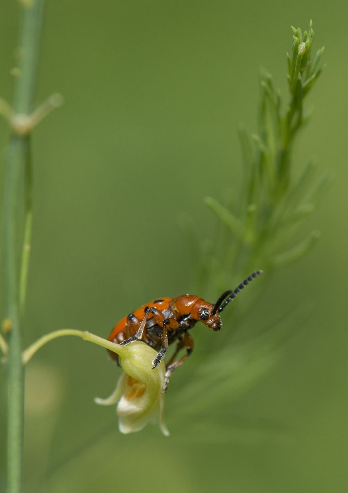 Photograph by Александр Гурьянов