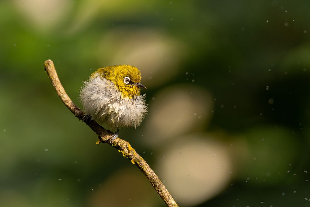 The fluffy white eye.