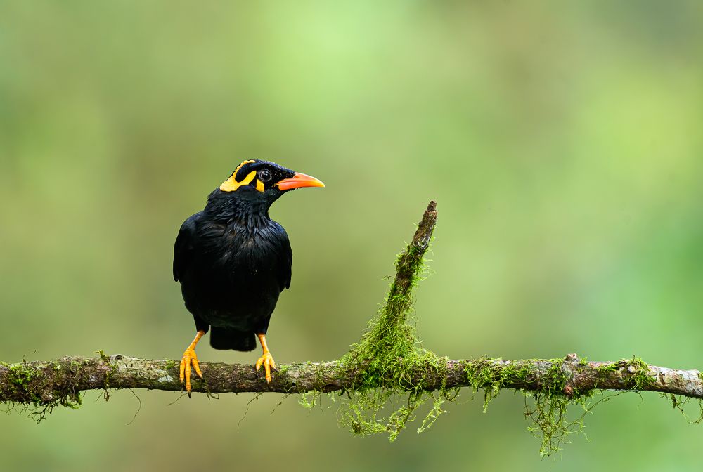The beautiful Southern Hill Myna.