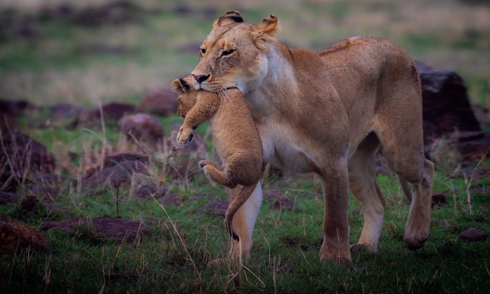 Photograph by Hari Govindarajulu