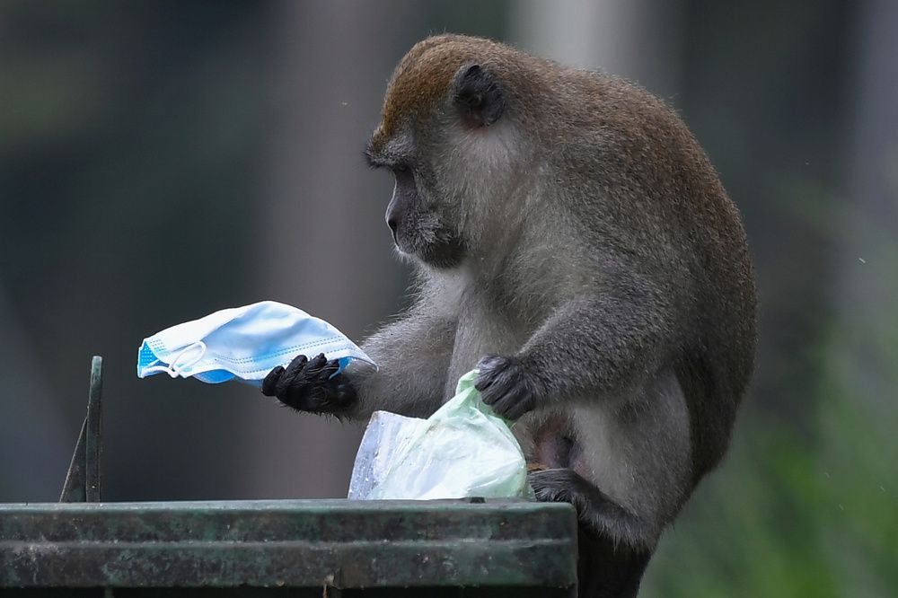 Monkey and face mask