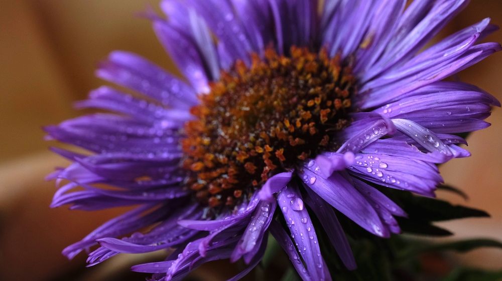 Photograph by Vedran Grebljanovic