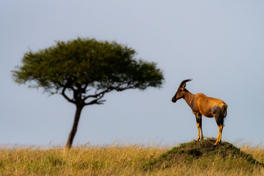 Фотография автора Hari Govindarajulu