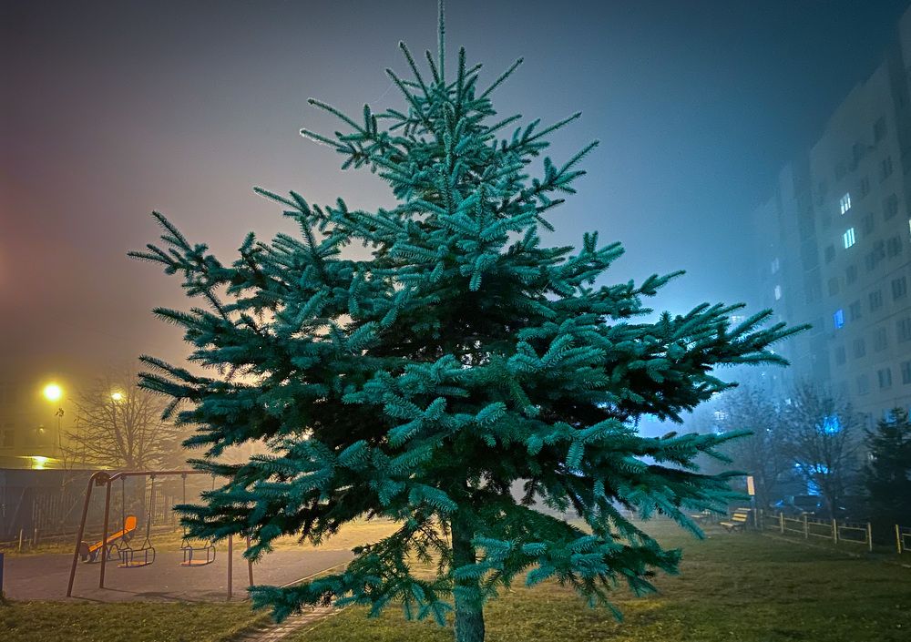 Ель в тумане