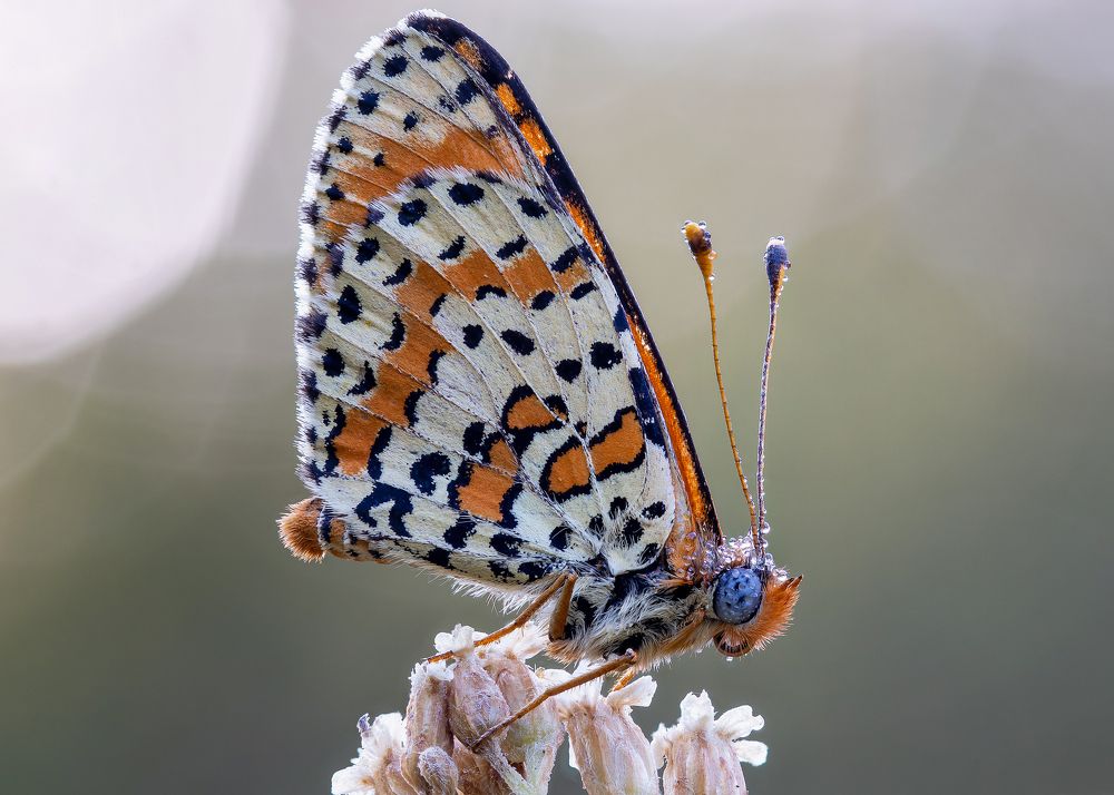 Photograph by Кузнецов Дмитрий