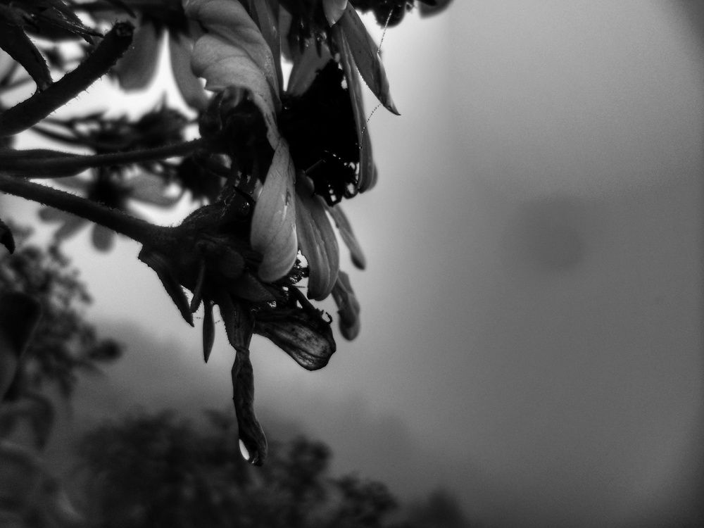 Lágrimas de anochecer