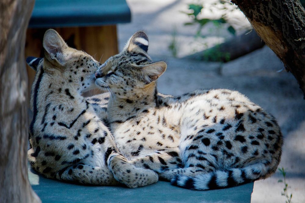 Фотография автора Andrey Pristyazhnyuk