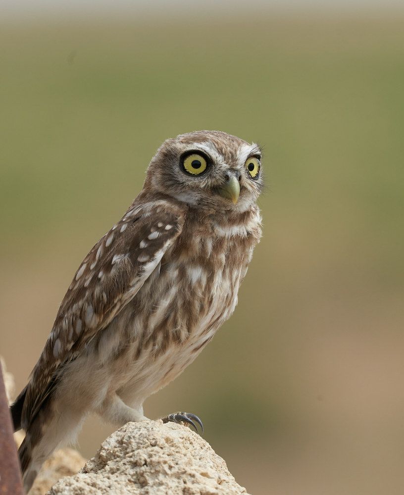 Photograph by Victor Krachkovsky