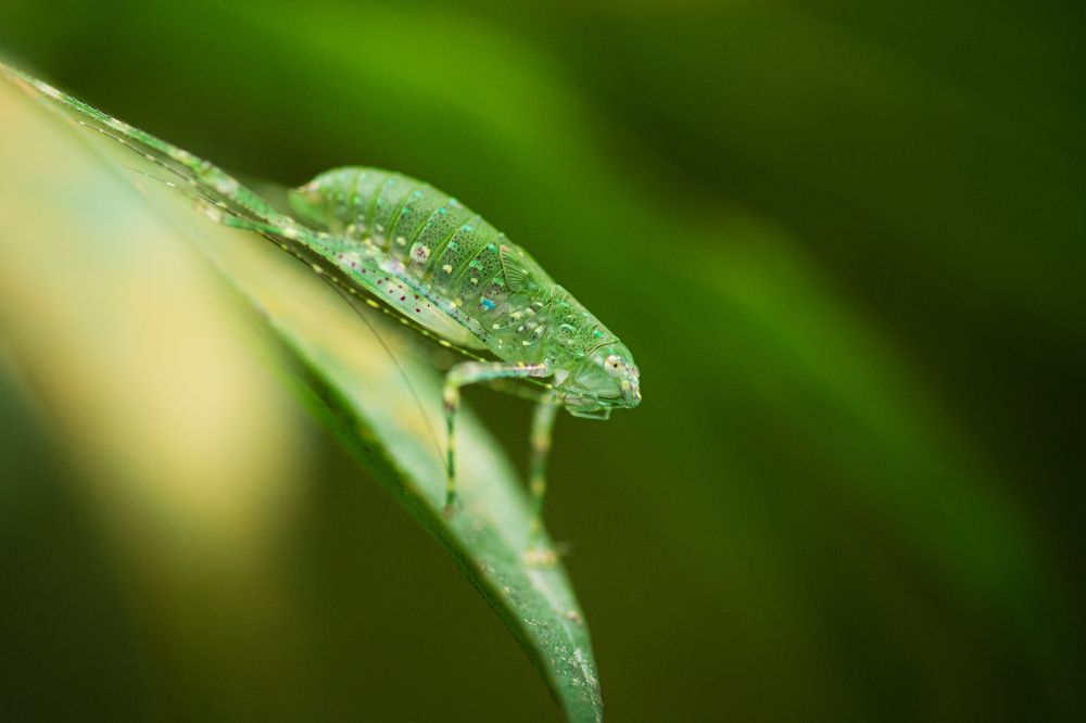 Photograph by Han Fuh Yow