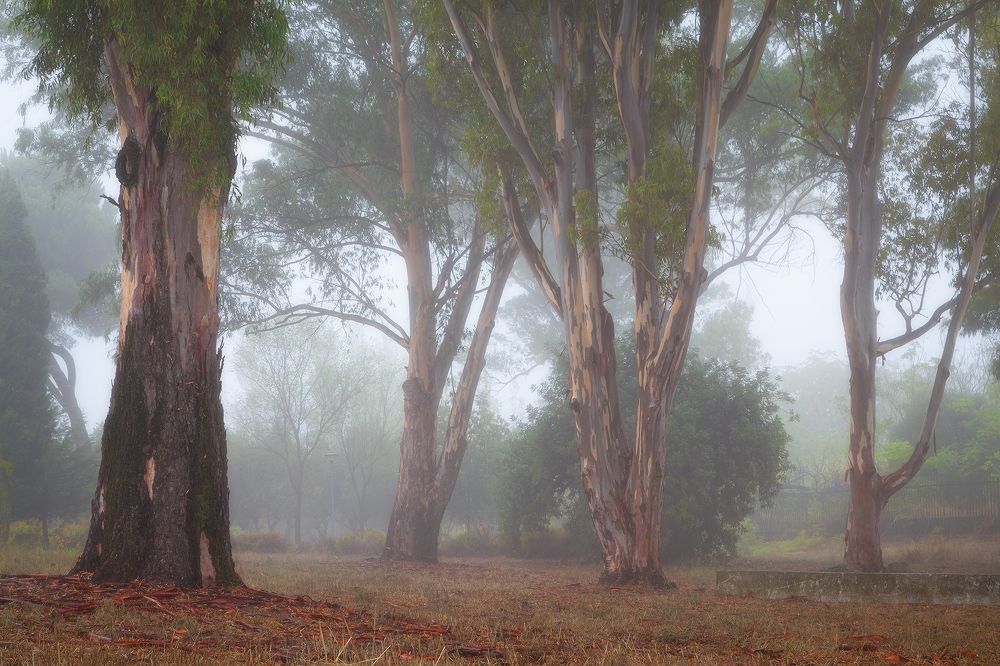 Photograph by Denis Churin