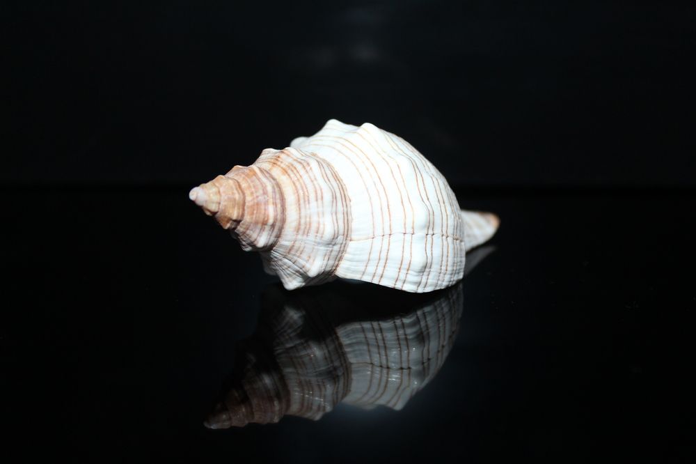 Photograph by СТЕПАН ДЖУЛАКИДЗЕ