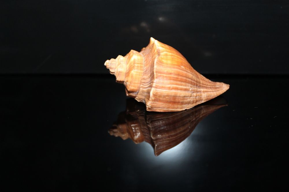 Photograph by СТЕПАН ДЖУЛАКИДЗЕ