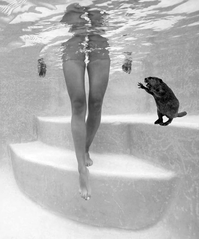 Anybody seen my beaver?