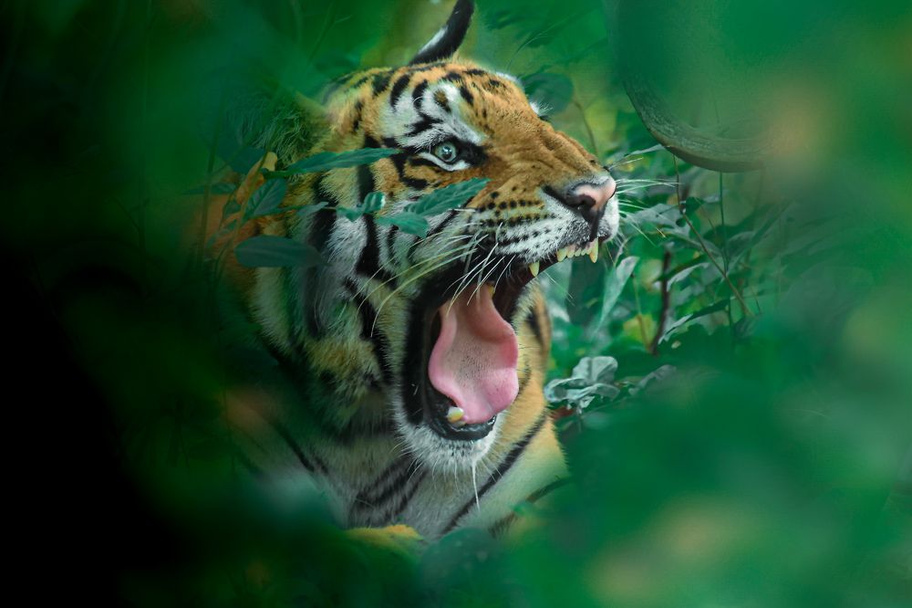 Photograph by Roshan Dhotre