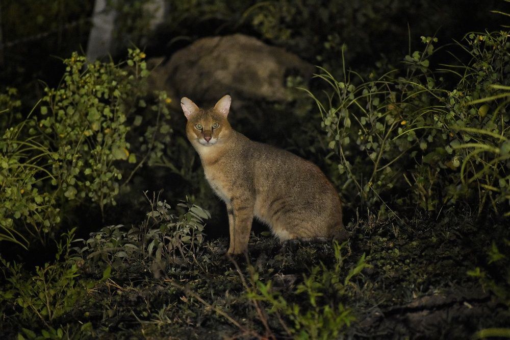 Photograph by Roshan Dhotre